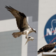 Illustration for article titled Beautiful shot of ospreys at Kennedy Space Center